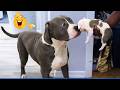 99.9% Can’t Handle the Cuteness of These Dogs 😍 Top Funny Puppies Videos Ever! DEFAULT Thumbnail