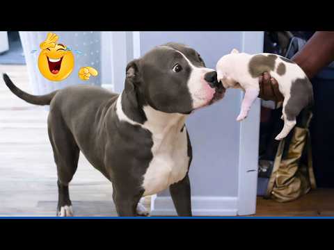 99.9% Can’t Handle the Cuteness of These Dogs 😍 Top Funny Puppies Videos Ever!
