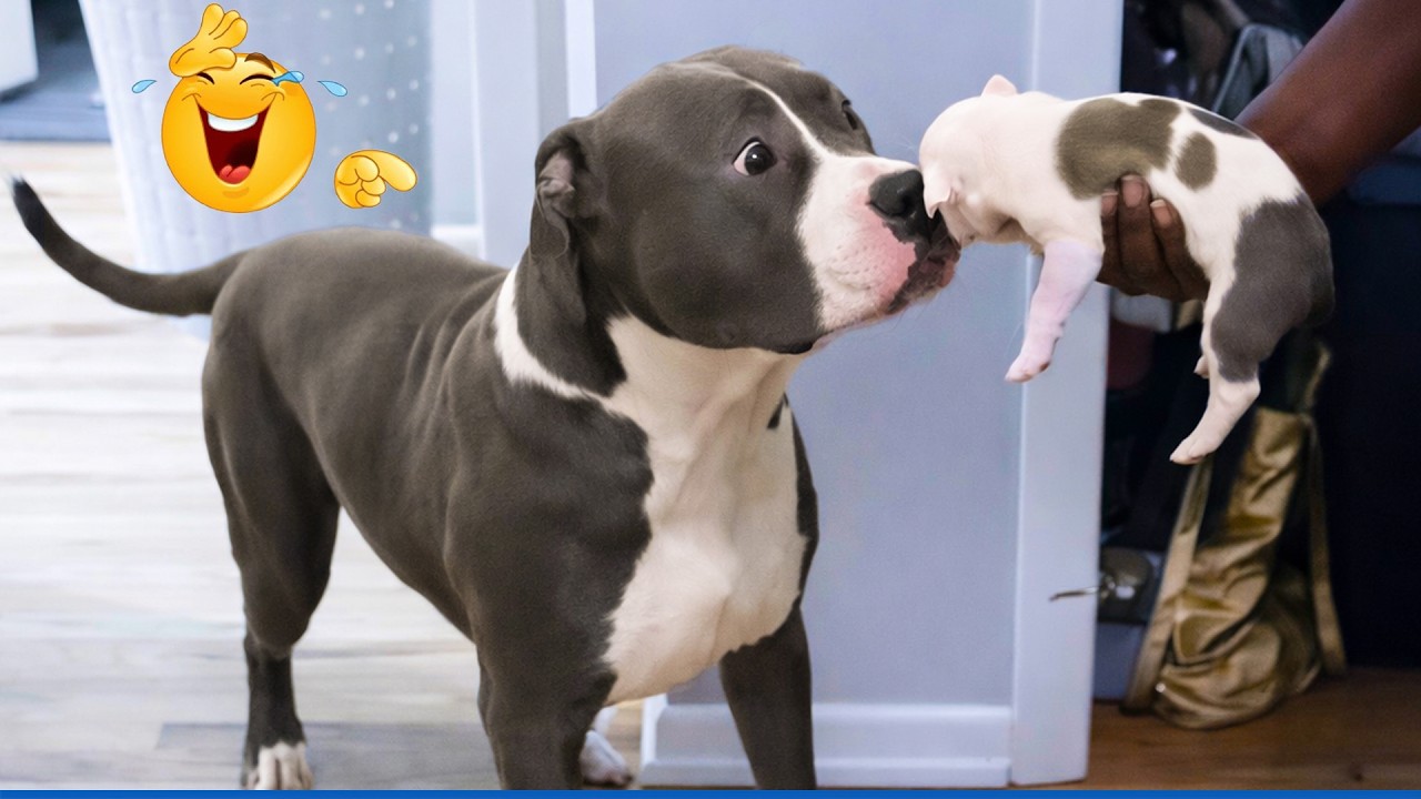 99.9% Can’t Handle the Cuteness of These Dogs 😍 Top Funny Puppies Videos Ever!
