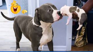 99.9% Can’t Handle the Cuteness of These Dogs 😍 Top Funny Puppies Videos Ever! MQDEFAULT Thumbnail