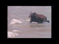 Mountain Lion Vs Black Bear Battle