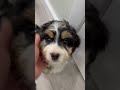 Mini Bernedoodle dogs for sale: Chloe - Video 1