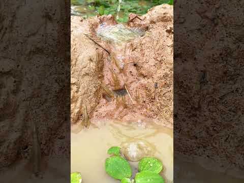 #relax #fish #nature ep161