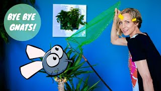 How To Get Rid Of Gnats In Houseplants