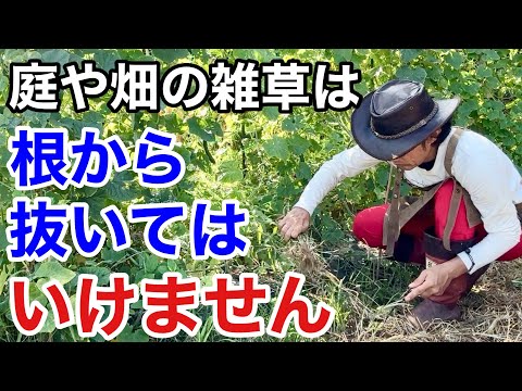 ダンボール新聞を使った秋の菜園の草取り方法