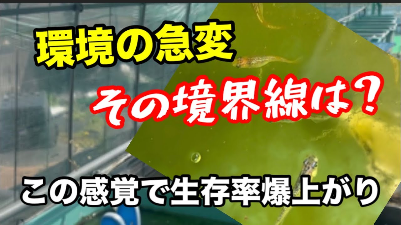 環境の急変を回避しないとヤバいです【メダカ】