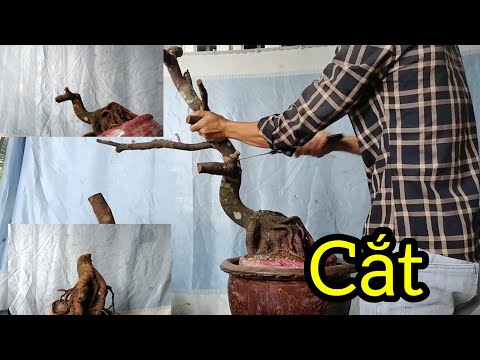 Cắt cây mai tương đối khó làm cây nghệ thuật. Và chia sẻ cho ae mới tập chơi nên biết