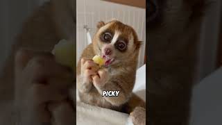 Download lagu Slow lorises are one of the few venomous mammals in the world#animals #funnyanimal #slowloris #cute mp3