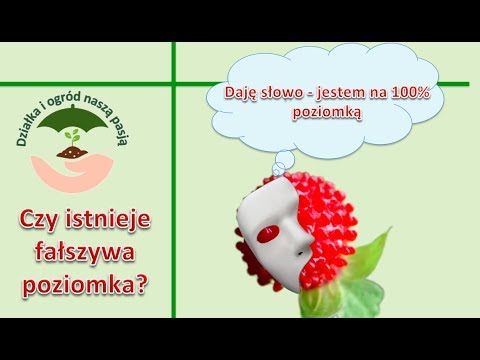 [58] Czy istnieje fałszywa poziomka?