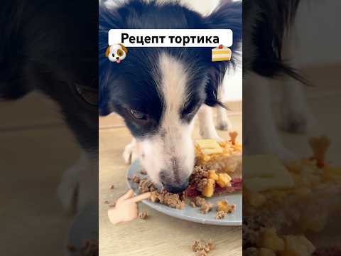 Окки исполнилось 3 года 🥳 Поэтому рецепт тортика для собак #бордерколли #окки #собака #рецепт