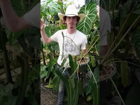 Philodendron spiritus sancti Seed Grown vs Tissue Culture