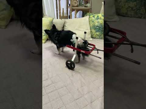 犬用車椅子で歩行練習に励む20歳のチワワ ベルちゃん【シニア犬・歩行補助実例】