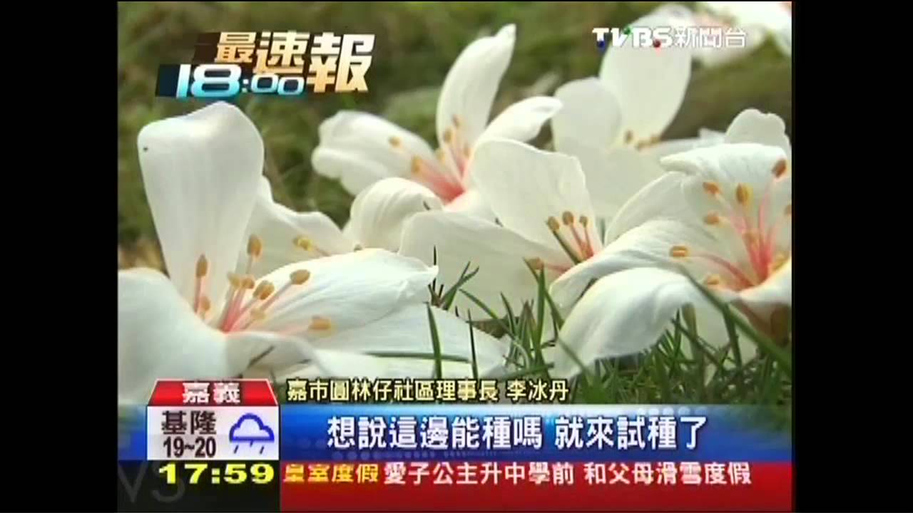 嘉義現「4月雪」? 油桐花綻放遊客驚訝