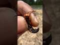 Handling an Eastern Cicada Killer! #insect#insects#bug#bugs#tarantula#tarantulas#spiders#fyp#wasp