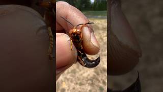Handling an Eastern Cicada Killer! #insect#insects#bug#bugs#tarantula#tarantulas#spiders#fyp#wasp