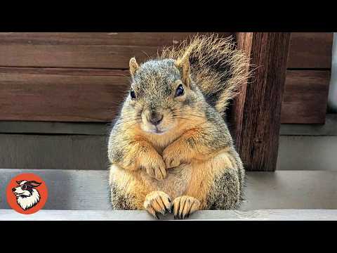 Rescued Squirrel Entrusted Her Babies to a Woman
