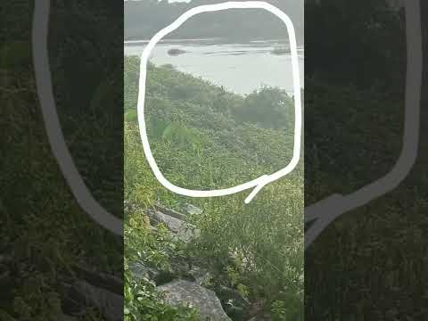 #shorts video Gulpi lam na