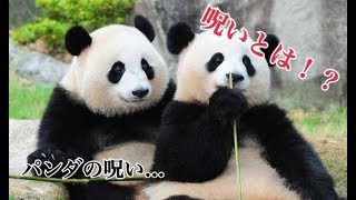 動物タワー！呪いのパンダ。