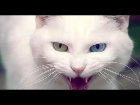 Cat sound or kitten sound cute cats kittens meow meow meow big sound of cat