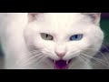 Cat Sound Or Kitten Sound Cute Cats Kittens Meow Meow Meow Big Sound Of Cat