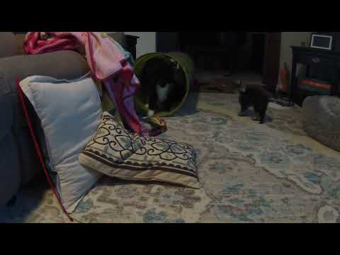 Kinnari Rune - Kitten