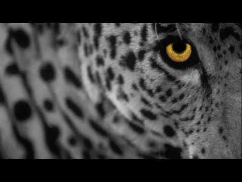 Minilogue - The Leopard (Extrawelt Remix) [HD]