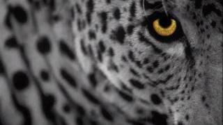 Minilogue - The Leopard (Extrawelt Remix) [HD]