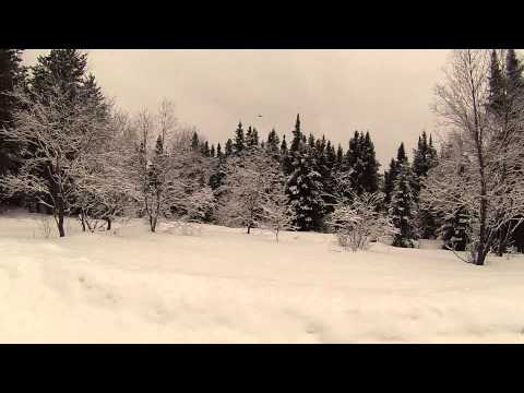 Bald Eagle & Red Tailed Hawk