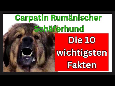 Carpatin rumänischer Schäferhund Hunderasse 🐶 Die 10 wichtigsten Fakten