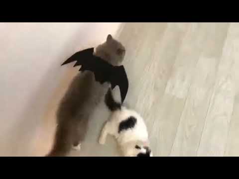 Cute Halloween Cat Costume Small Pet Cat Bat Wings Halloween Cat Wings Halloween Cat Accessories