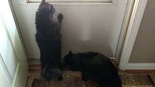 Cats: Gucci &amp; Louis Looking out the Back Door 🐾🐾😽😽