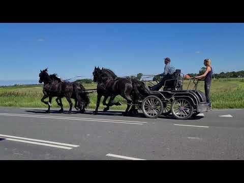 Stal Okkema's Cor, Sil, Albert, Zeger in four in hand