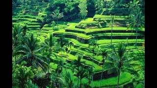 Download lagu Video Background Pemandangan Alam Sawah & Pegunungan Video Aesthetic Alam   Video Cinematic Alam mp3