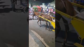 Download lagu naik delman kuda #naikdelman #naikdelmanistimewa #laguanak #laguanakindonesia #kuda #shorts #fypシ mp3 Download lagu naik delman kuda #naikdelman #naikdelmanistimewa #laguanak #laguanakindonesia #kuda #shorts #fypシ mp3