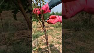 death plum tree pruning for Maximum Growth #satisfying #pruning #shorts