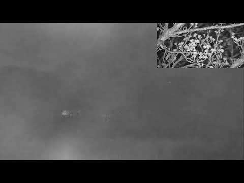 의성군 산수유 꽃맞이 행사