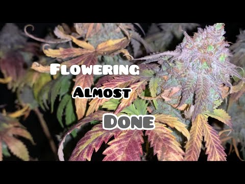 YouTube video about: How to use full red/far red flower booster lights?