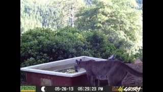 Mountain Lion at the watering hole.