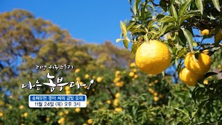 [나는농부다 224회 예고] 슈퍼우먼 경아 씨의 금빛 유자