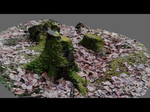 Meshroom - Tree Trunk Photogrammetry #2