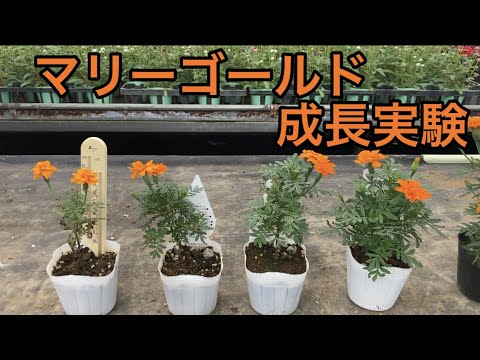 マーシュマリーゴールド 植物
