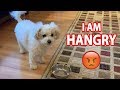 hungry dog throws empty bowl at human. i am hangry