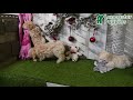 Maltipoo dogs for sale: Lilly Rose - Video 1