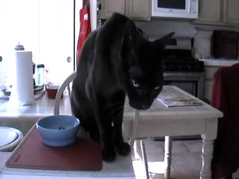 Albert the talking Burmese