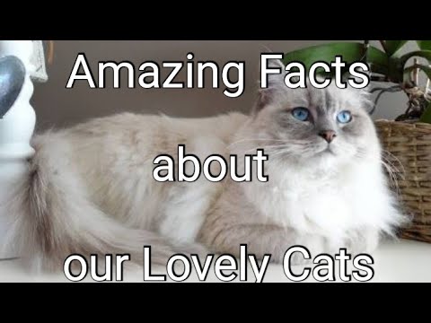 Amazing Facts about our Lovely Cats| Interesting Facts about Cats
