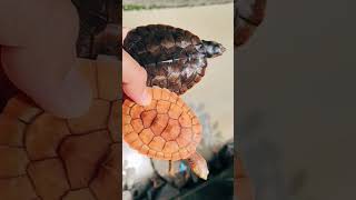 Download lagu normal bright damer mp3