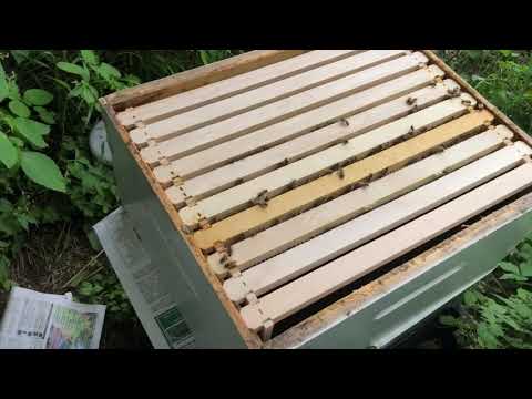 Dealing With Laying Workers Without Shaking Them Out-Part 2