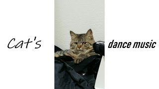 Cat's  Dance music