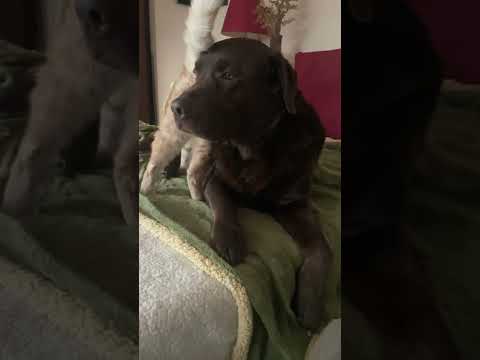 La mente e il sempliciotto ❤️❤️❤️😂😂😂😂😂