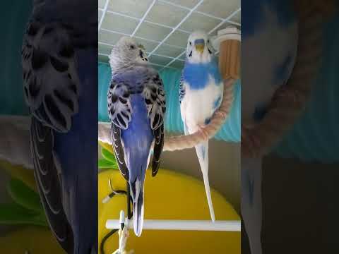 インコを飼いならす方法は？信頼を得る 4 つのヒントとコツ  庭園